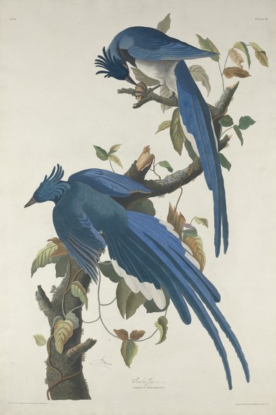 Columbia Jay, 1830 door John James Audubon